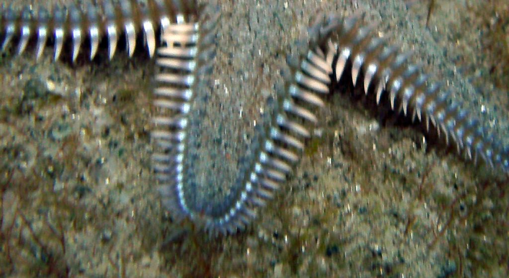 Non sono tutti Astropecten platyacanthus